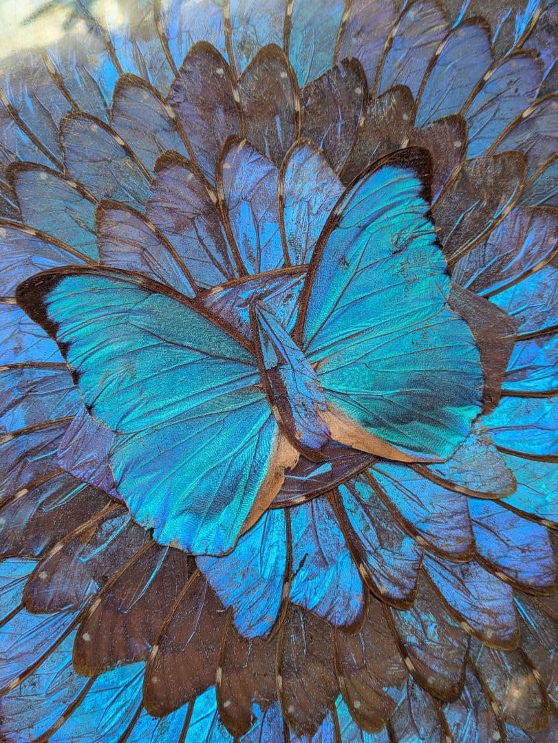 特大 極美☆神秘の輝き モルフォ蝶　美と幸運を招く一枚　Morpho 　標本