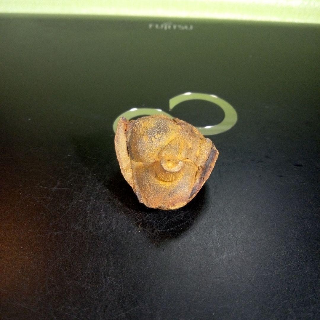 三葉虫　化石　fossil　ボリビア産　trilobite　ボリビア三葉虫郡⑥