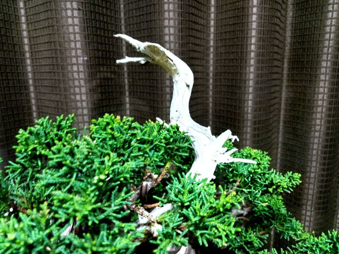 【貴風 模様木　真柏盆栽】　　 ⭕専用❗コメント契約済み