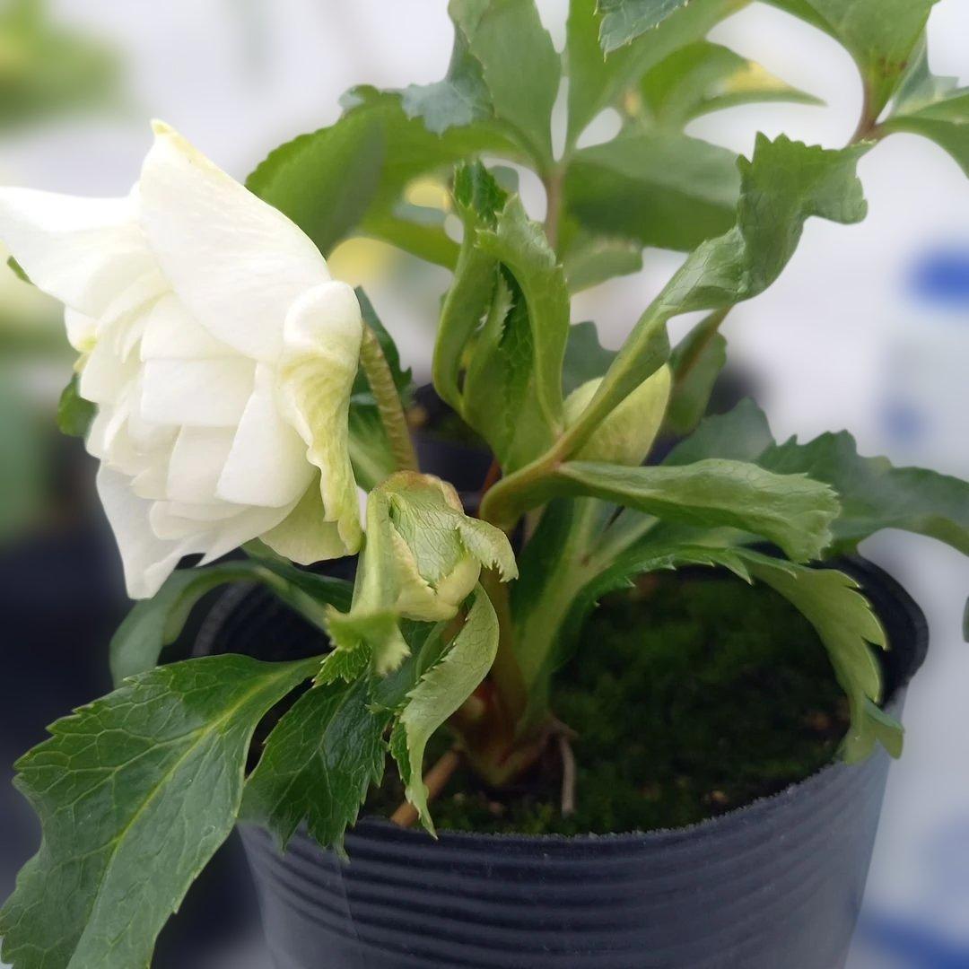 専用、お買い得♪クリスマスローズ3個セット、苗、開花株