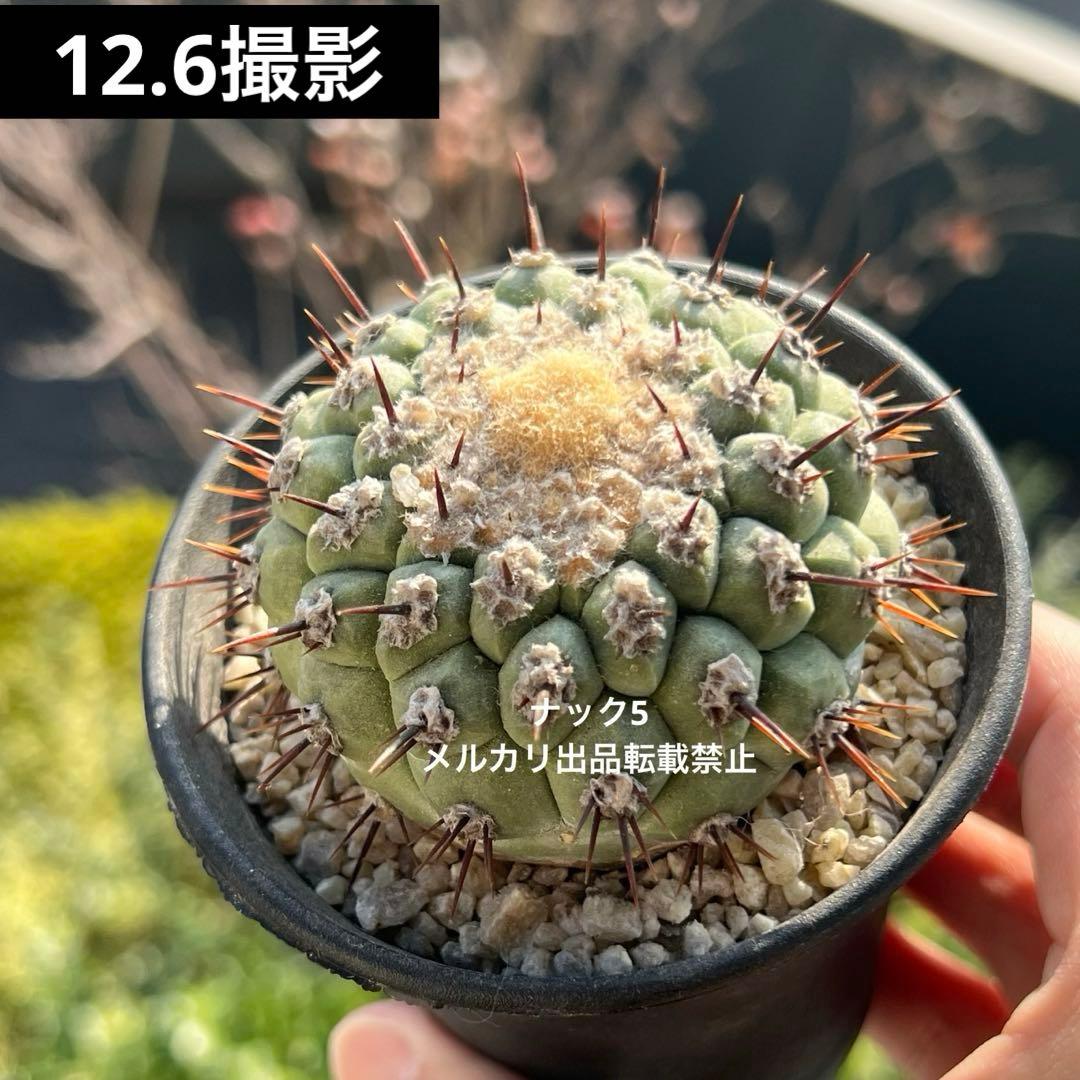 コルムナアルバ② 孤竜丸 コピアポア(検索)サボテン 黒王丸 黒士冠 銅羅丸