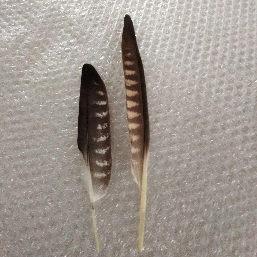 ・隼　ハヤブサの羽根　(羽根ほうき作りの素材）・貴重!