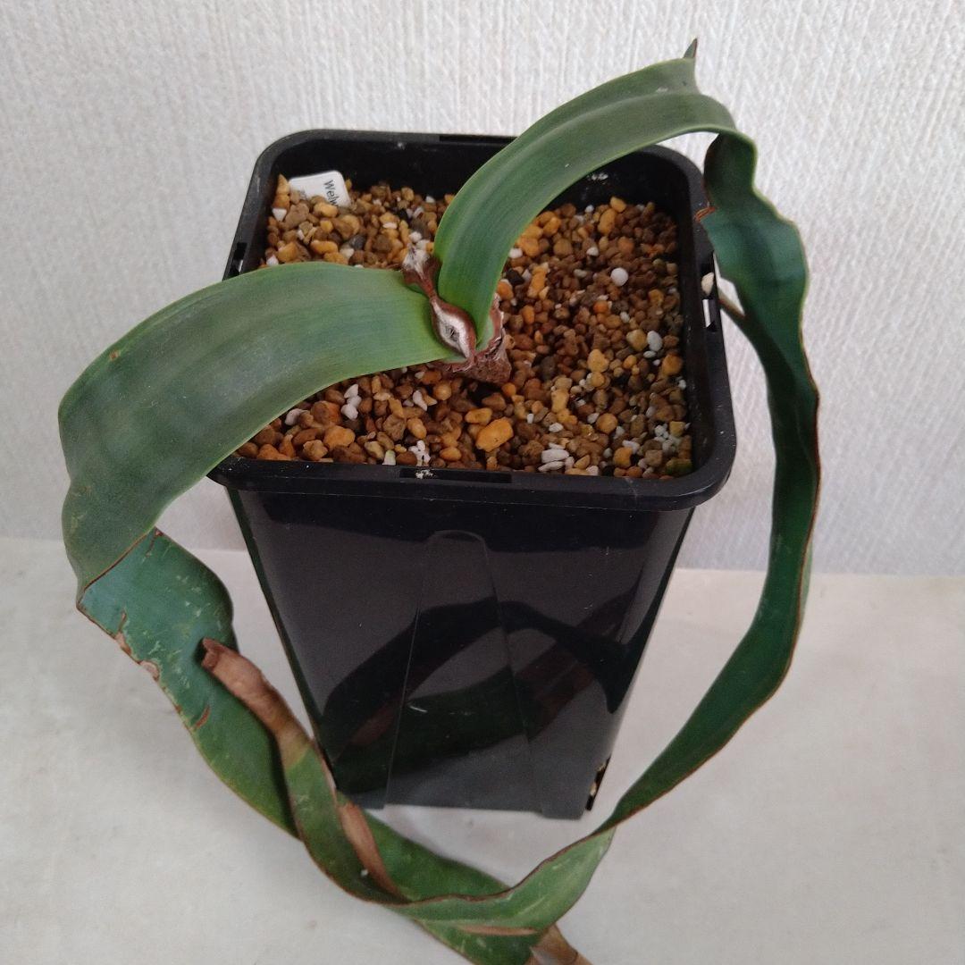 訳あり価格 奇想天外 Welwitschia Mirabilis