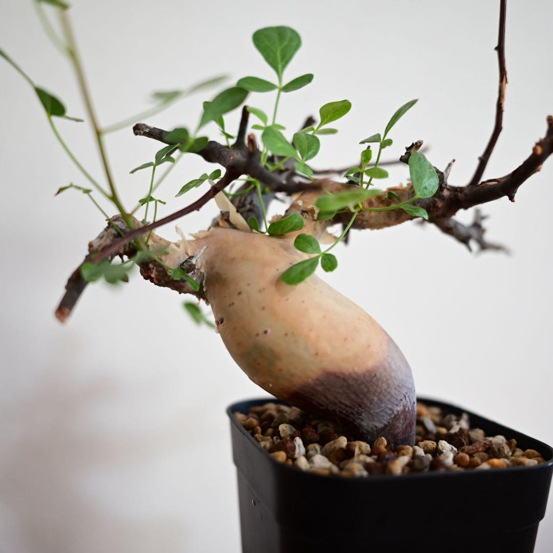 コミフォラ 極小ピュアカタフ ソマリア産