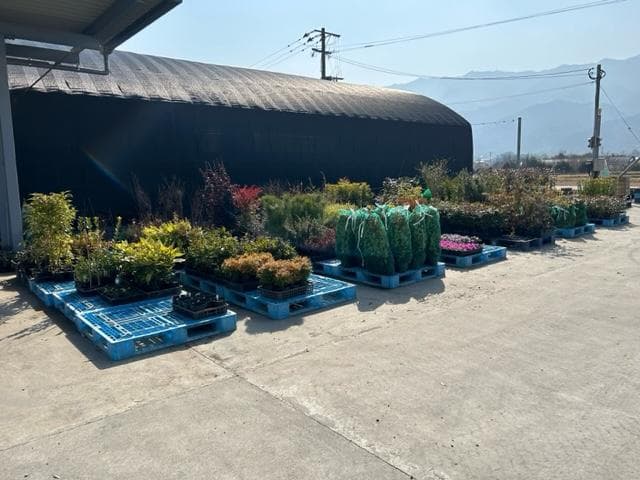 タイサンボク リトルジェム/10.5cmポット(画像の物をお送りいたします)1本