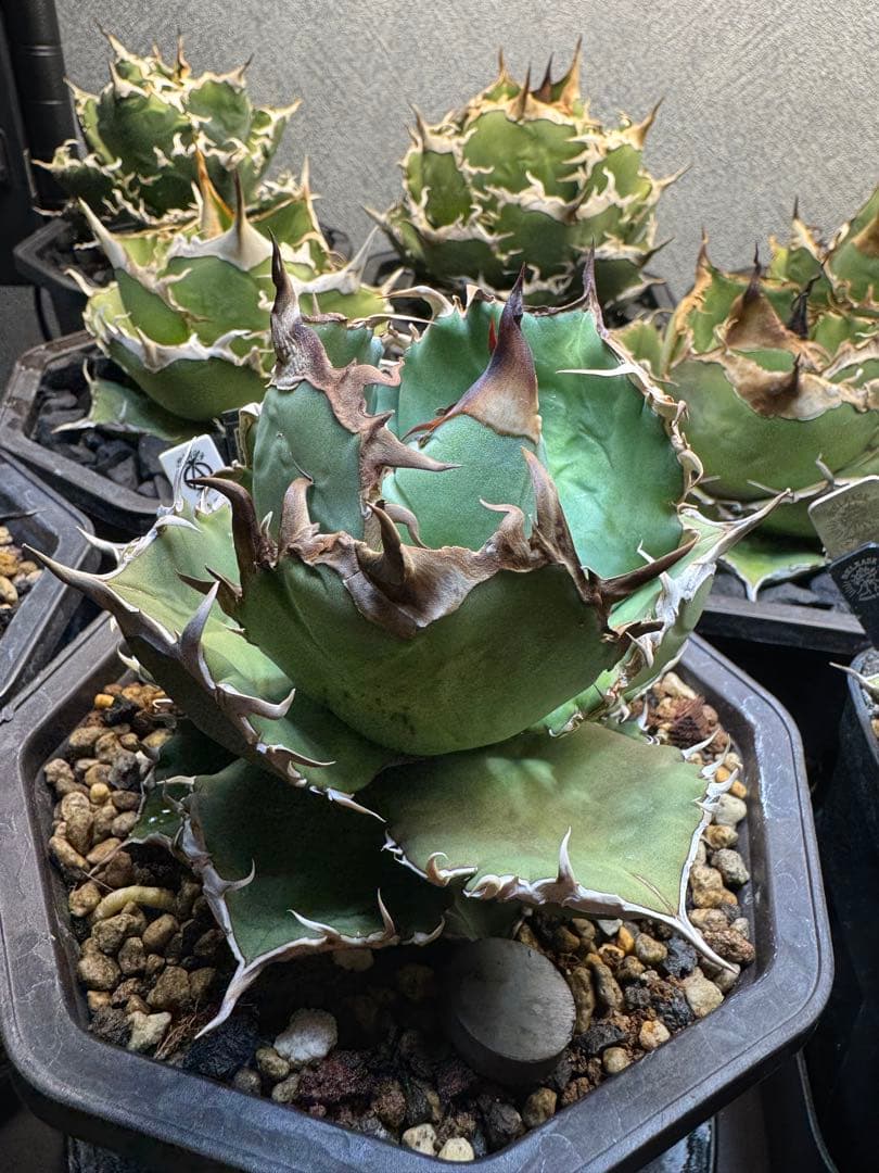 アガベ チタノタ 羽毛 大株