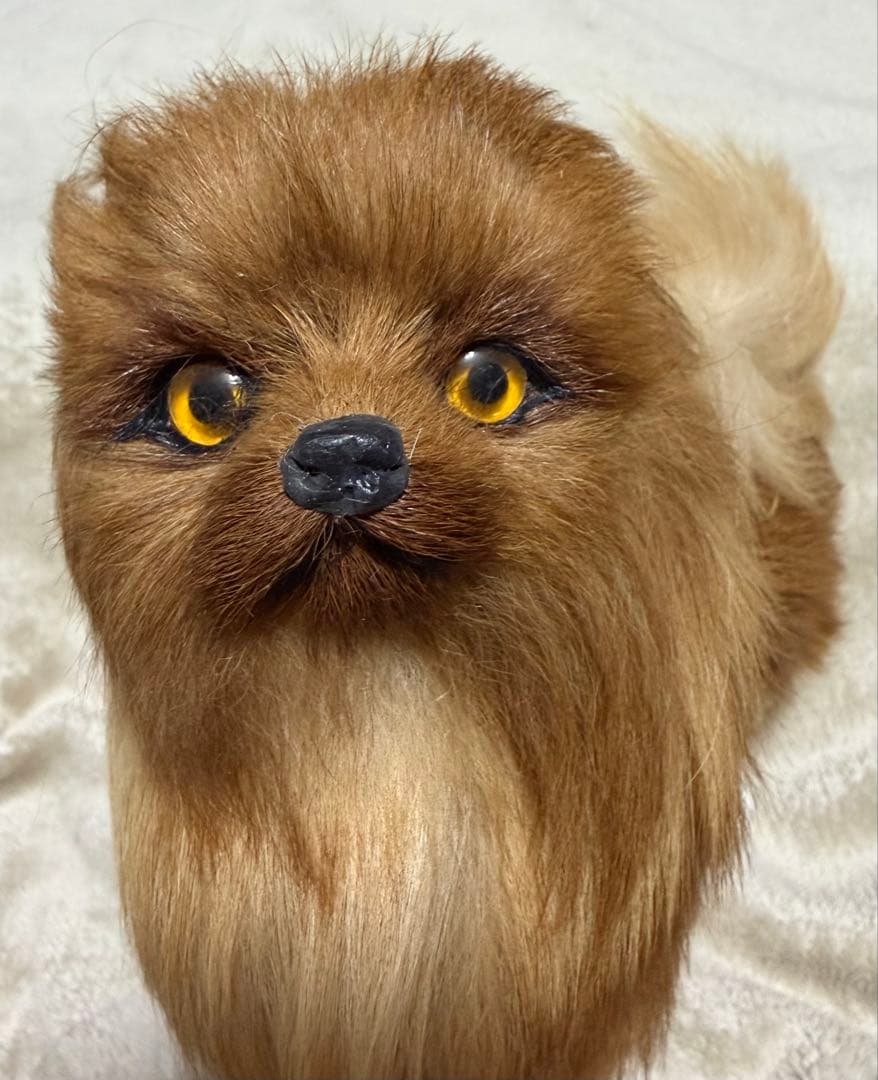 犬　ポメラニアン　リアル　置物