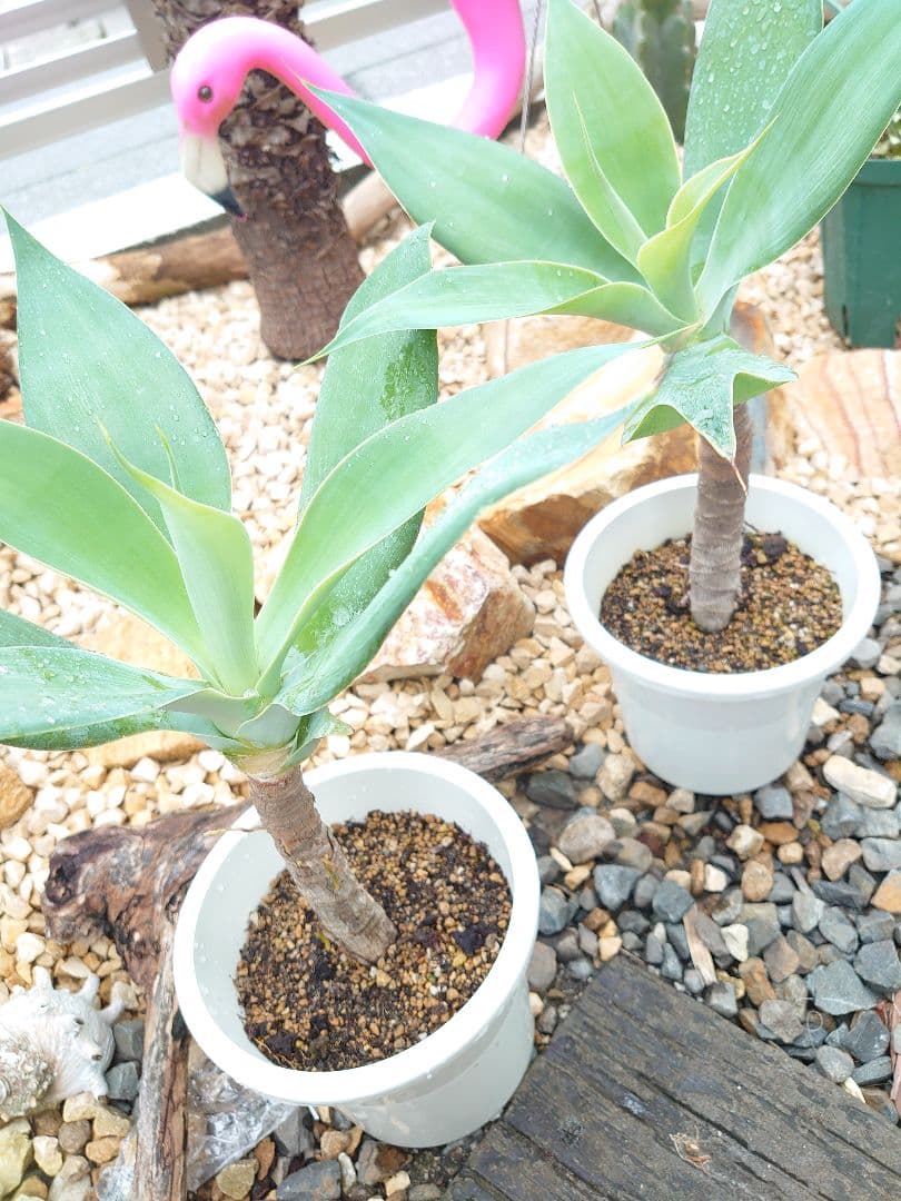 アガベ アテナータ ２株セット