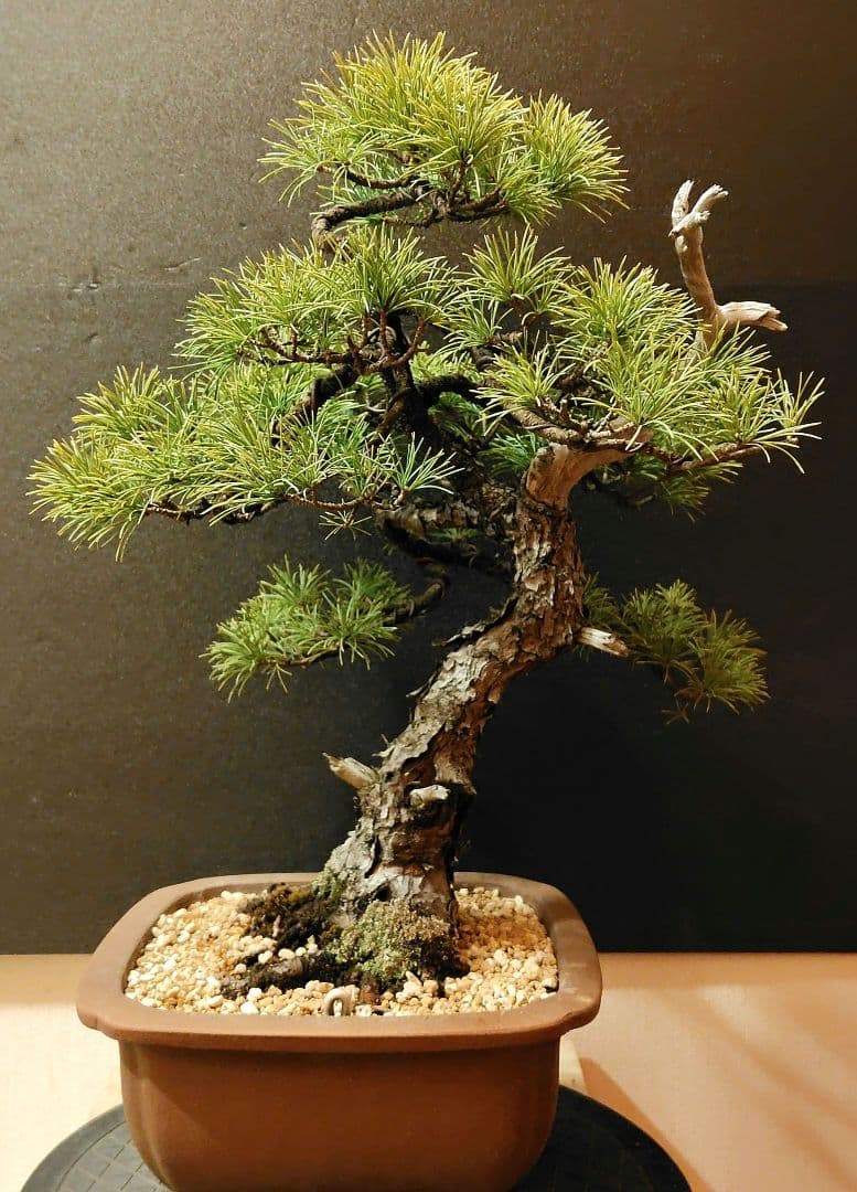 四国五葉松盆栽！