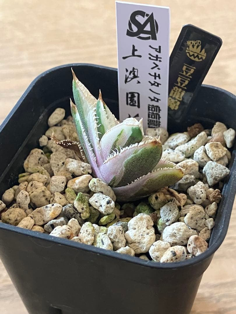 速達【鉢ごと発送】希少　アガベ　チタノタ　豆豆龍錦　覆輪斑　TC 安定株