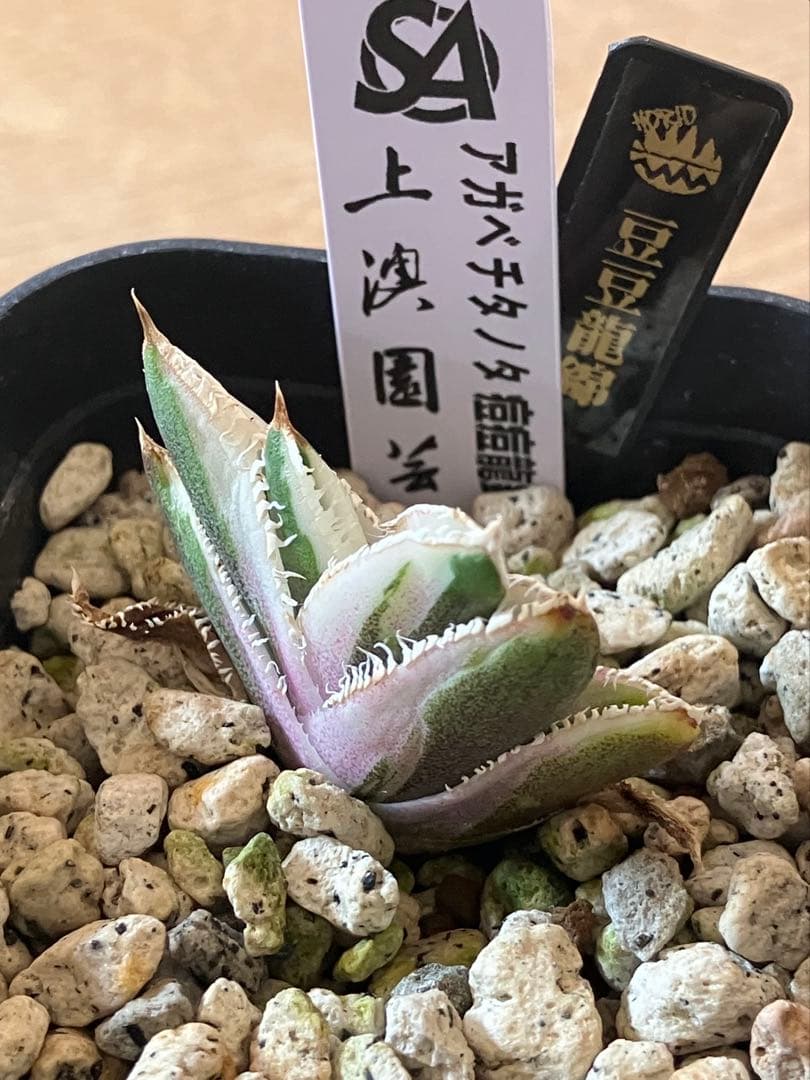 速達【鉢ごと発送】希少　アガベ　チタノタ　豆豆龍錦　覆輪斑　TC 安定株
