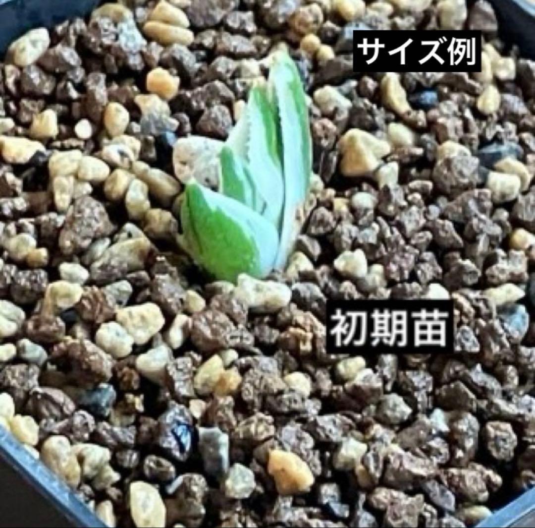 速達【鉢ごと発送】希少　アガベ　チタノタ　豆豆龍錦　覆輪斑　TC 安定株