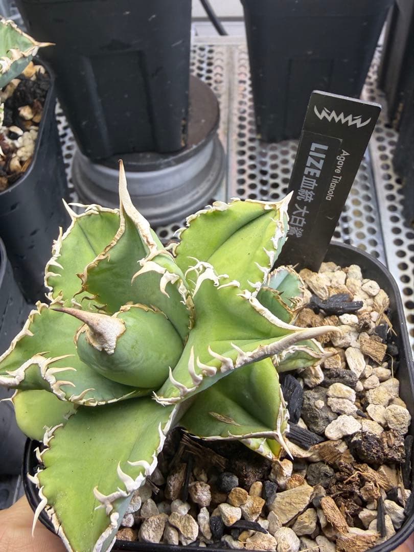 アガベ チタノタ　lize血統　大白鯊　ホホジロザメ