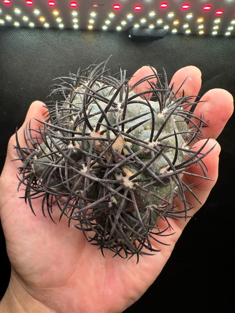 【サボテン_グリセオビオラセア】グリセオビオラセア 栗星玉 ５頭 発根済