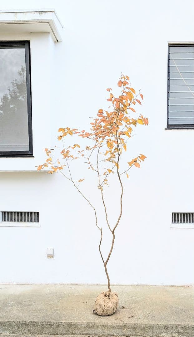 特上暖色。山採りヤマコウバシ。